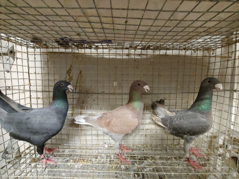 1027192042c - Beauty German pigeons