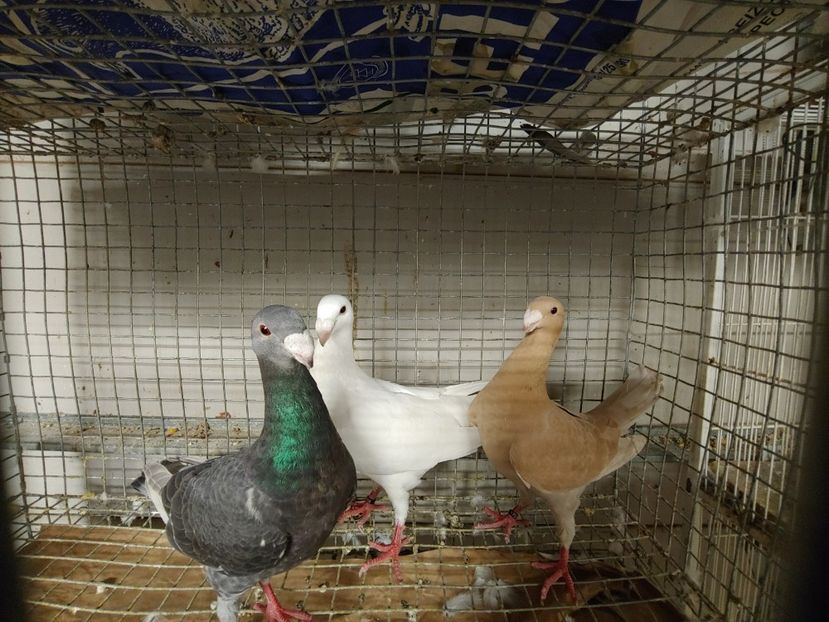  - Beauty German pigeons