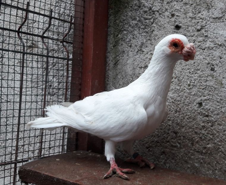 M -1 an - Carunculați 2019