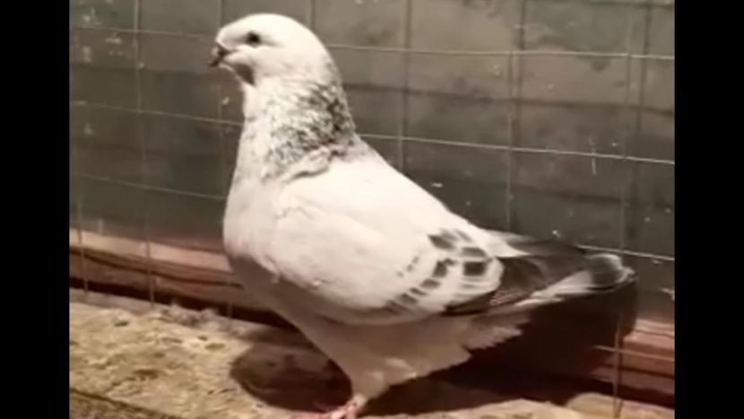 IMG-20191108-WA0001 - EU SI DESPRE MINE