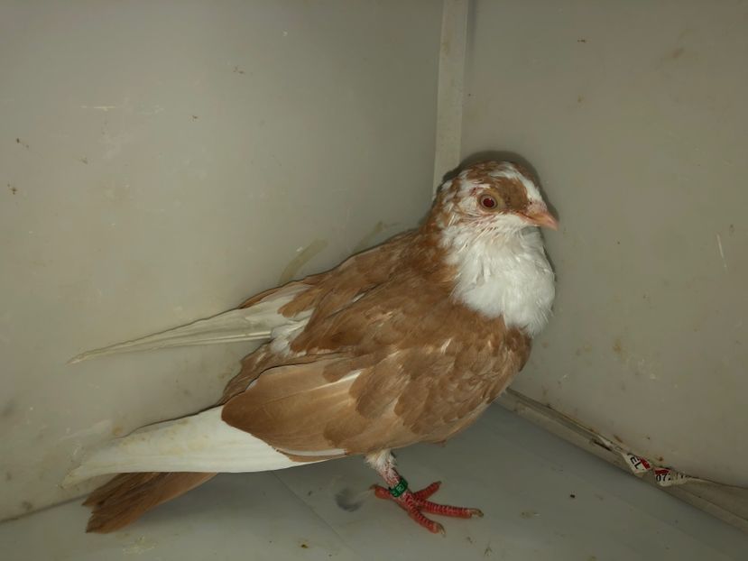 6870  mascul  2019 - Plecați ALBUM 2