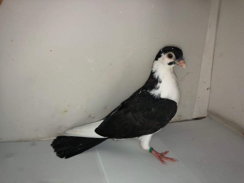 6924  mascul  2019 - Plecați ALBUM 2