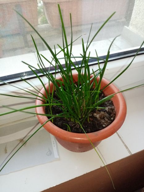 Narcisa de camera - Noiembrie 2o19