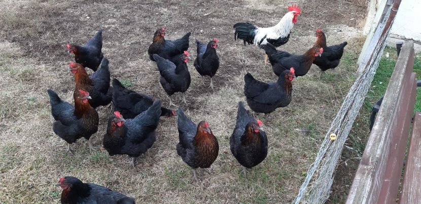  - Puicuțe ouătoare