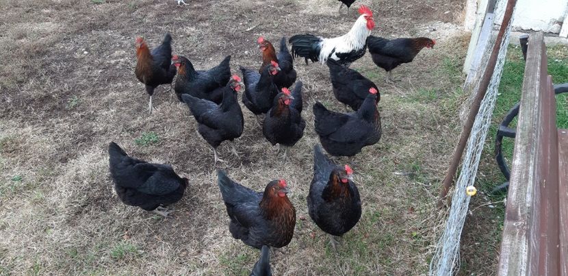  - Puicuțe ouătoare