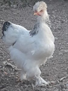  - Gaini motate barboase