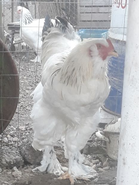  - Gaini motate barboase