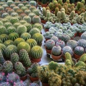 Cactus Mix - Gradinile Paradisului