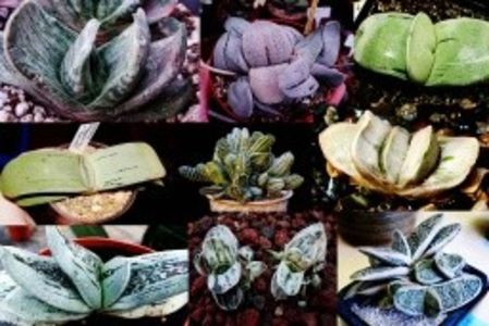 Gasteria Hibrizi Japonezi Mix - Gradinile Paradisului