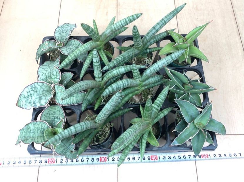 Sansevieria Mix - Gradinile Paradisului