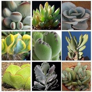 Cotyledon Mix - Gradinile Paradisului