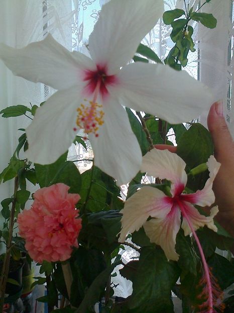 14883521_1253659091320912_5898281121762669988_o - HIBISCUSI 1-2019