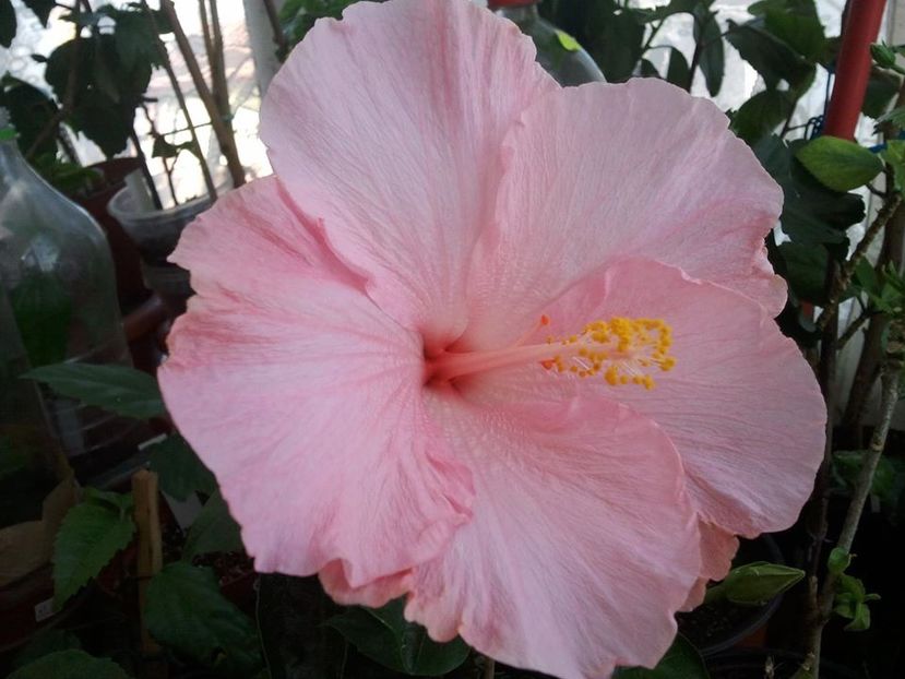 23157269_1621274904559327_5108882974011072064_o - HIBISCUSI 1-2019