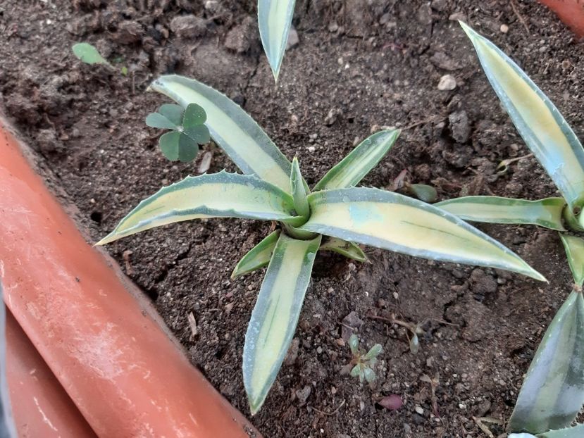  - Agave - 2018 - 2020