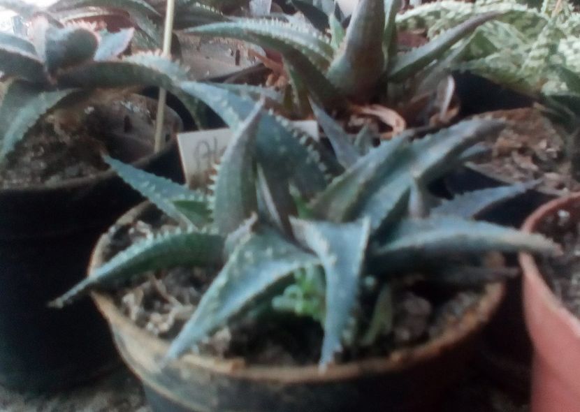 Aloe cv Fuyi2 - 08-10-019 - Aloe cv Fuyi