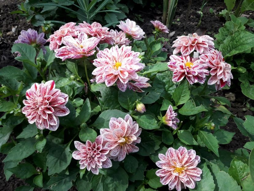  - DALII PITICE-2019-