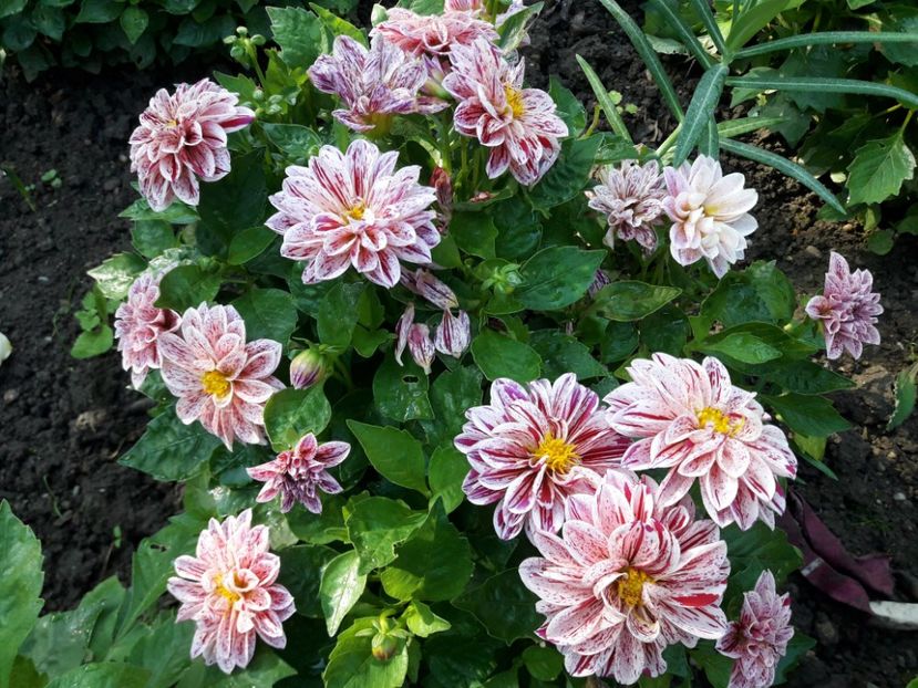  - DALII PITICE-2019-