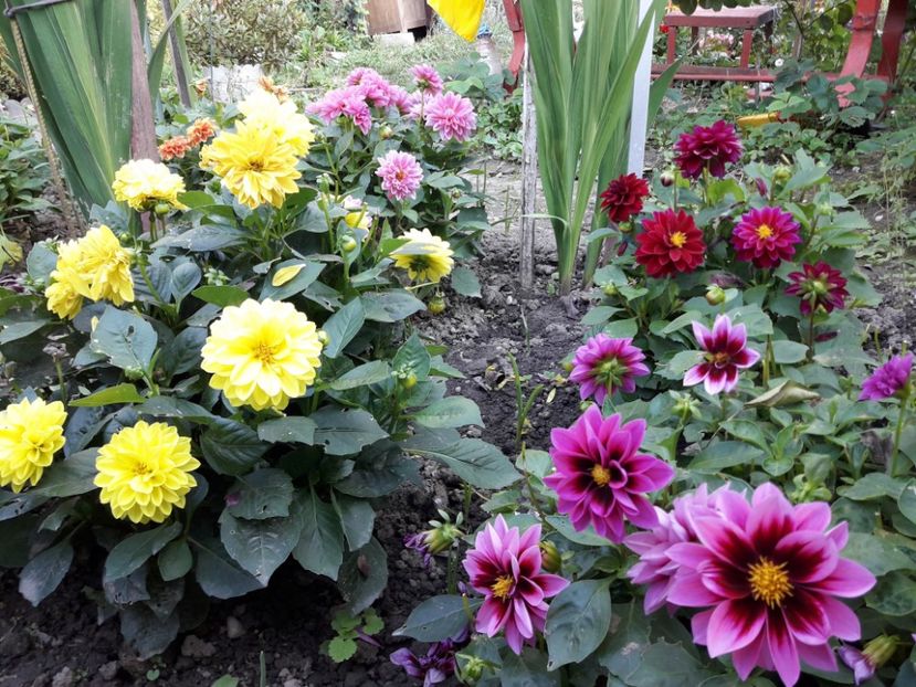  - DALII PITICE-2019-