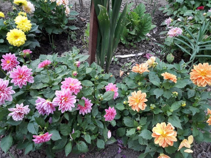  - DALII PITICE-2019-