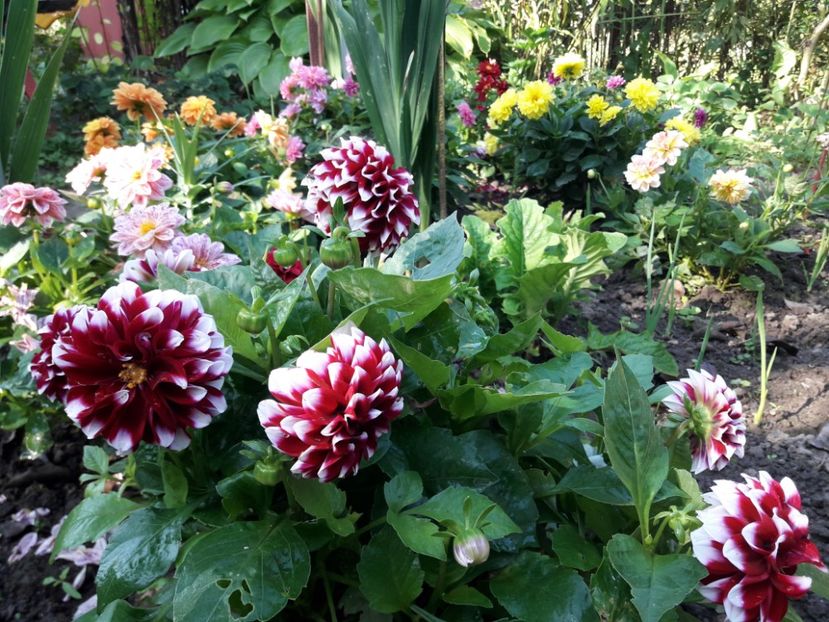  - DALII PITICE-2019-