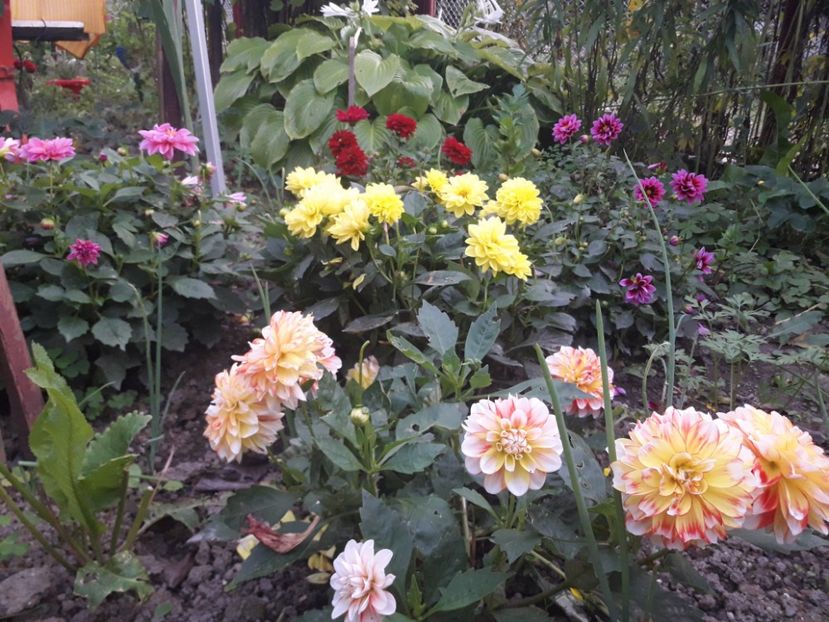  - DALII PITICE-2019-