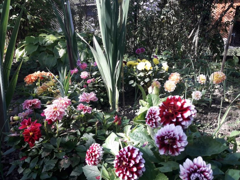  - DALII PITICE-2019-