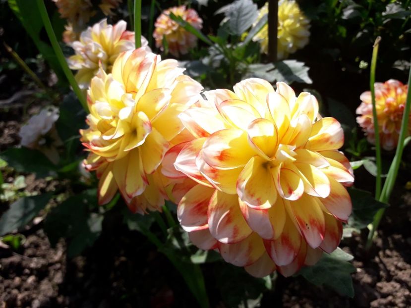  - DALII PITICE-2019-