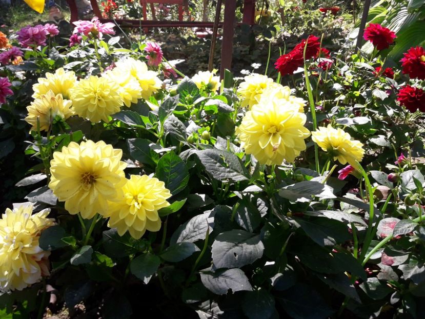  - DALII PITICE-2019-