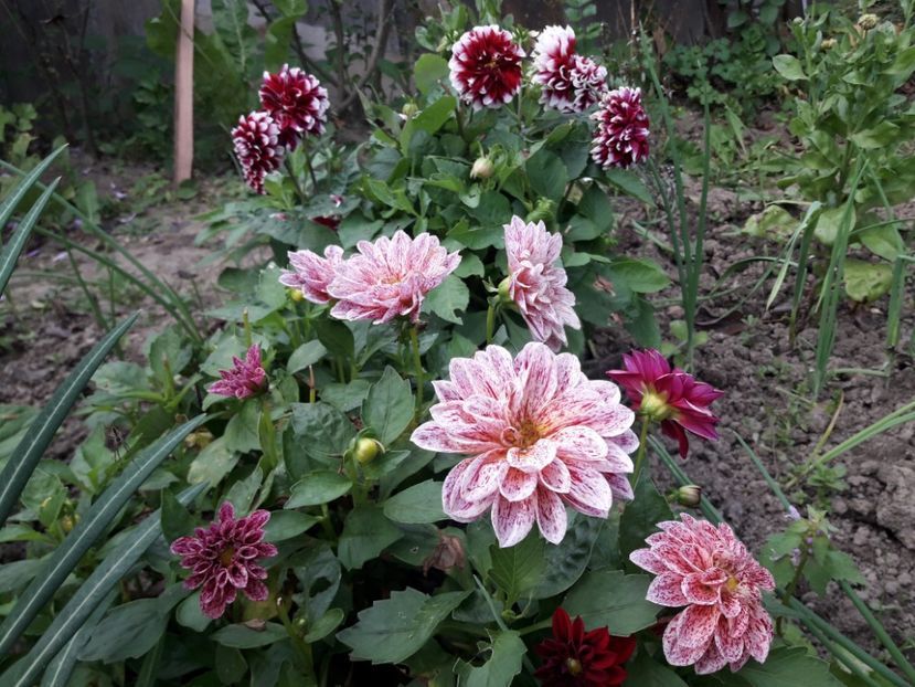  - DALII PITICE-2019-