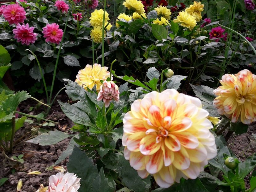  - DALII PITICE-2019-