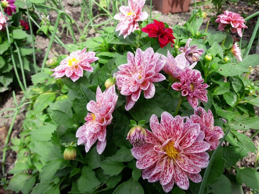  - DALII PITICE-2019-