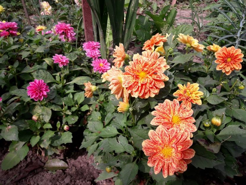  - DALII PITICE-2019-