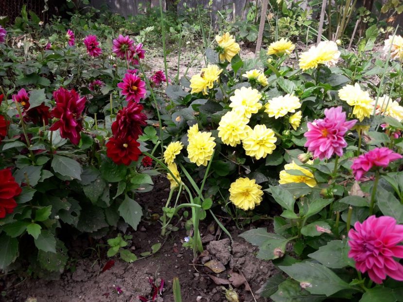  - DALII PITICE-2019-