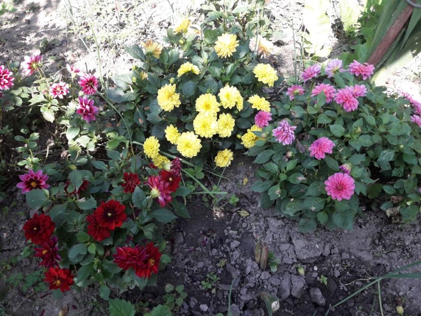  - DALII PITICE-2019-