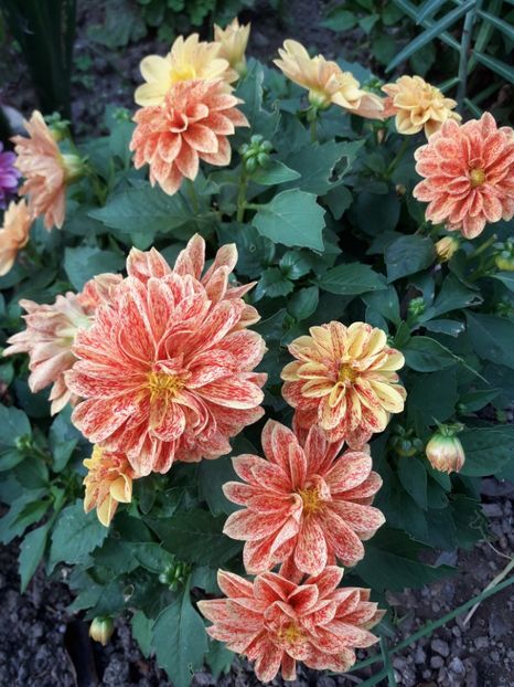  - DALII PITICE-2019-