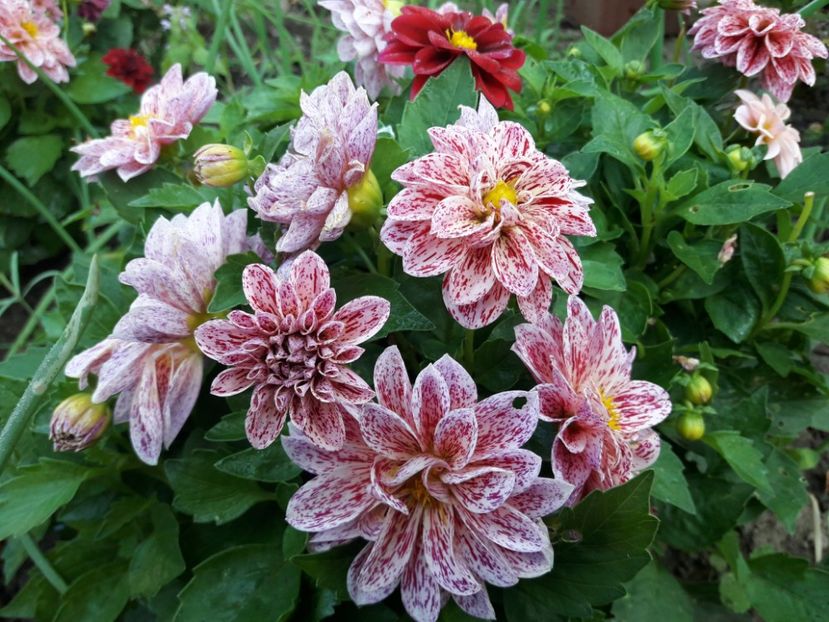  - DALII PITICE-2019-