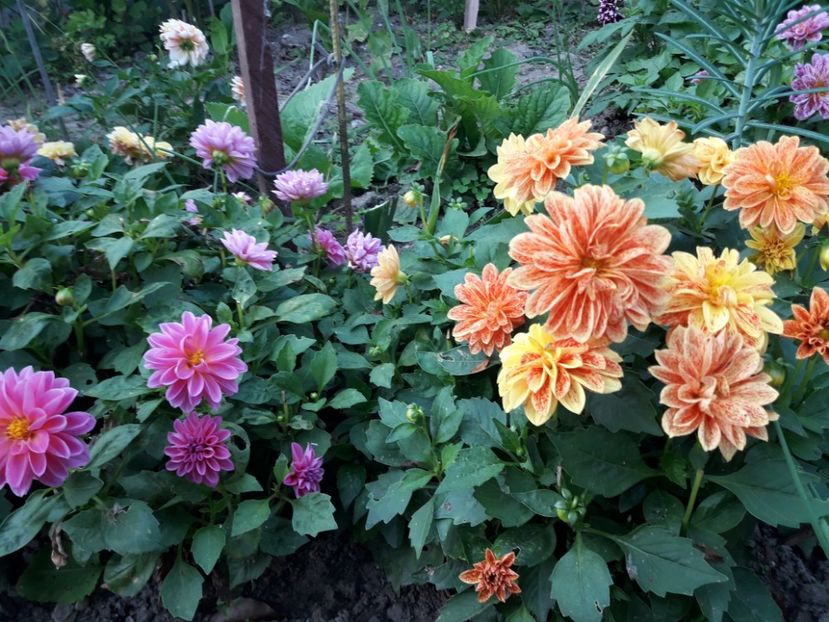  - DALII PITICE-2019-