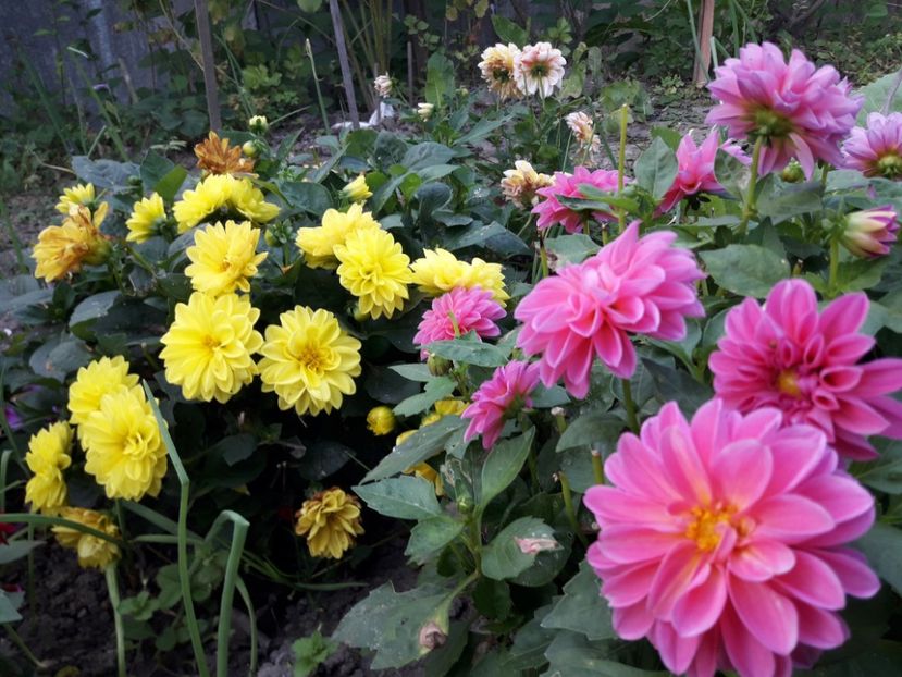  - DALII PITICE-2019-