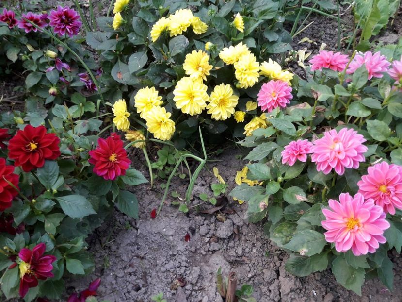  - DALII PITICE-2019-