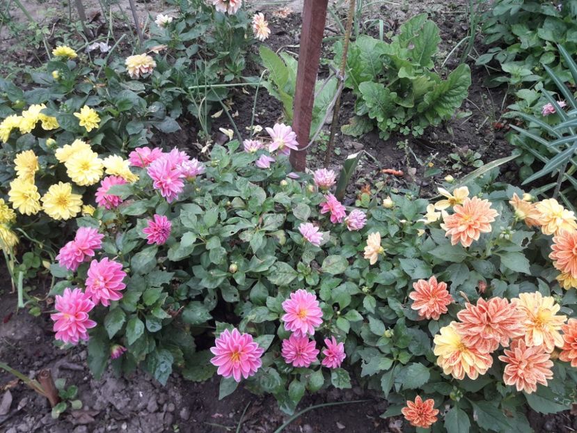  - DALII PITICE-2019-