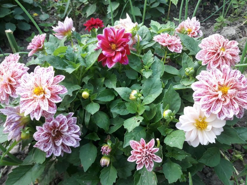  - DALII PITICE-2019-