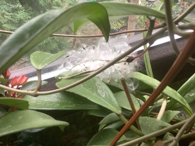  - Pubicalyx Pink Silver