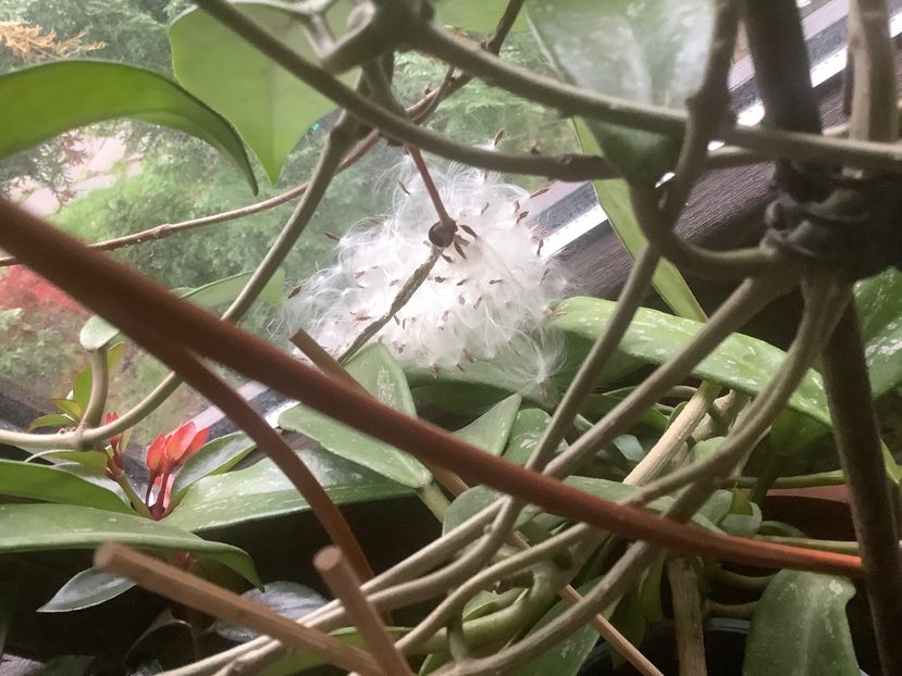  - Pubicalyx Pink Silver