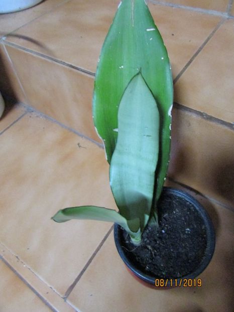  - 2019- Sansevieria