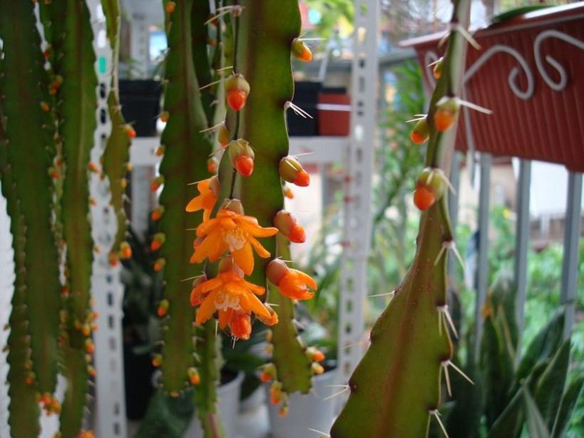 Lepismium monacanthum - Disponibil