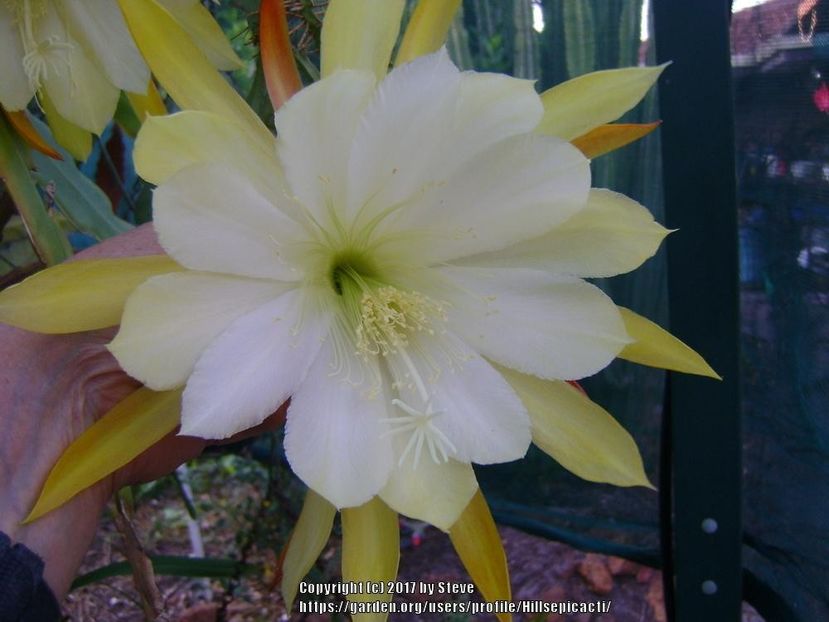 vista sun - Disponibil