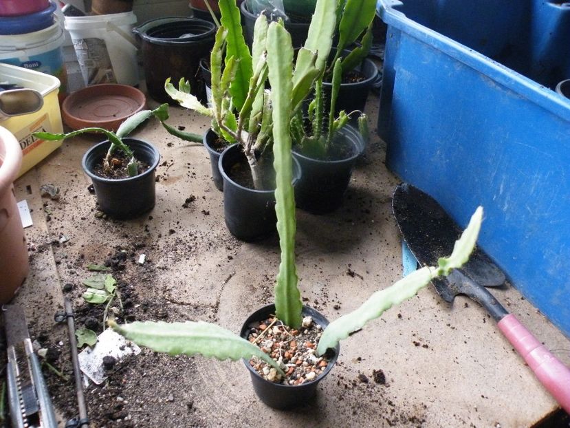 lepisium monacanthum 25 bucata - Disponibil