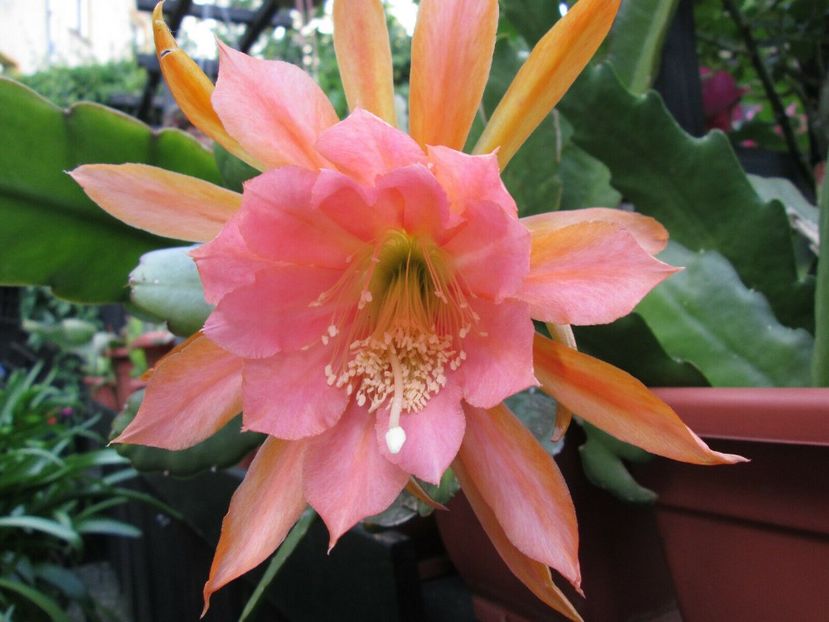 american girl - stoc limitat