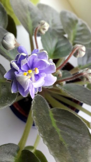 Ups ! Cred ca pierdeam pariul :) Va pup ! - N Adam