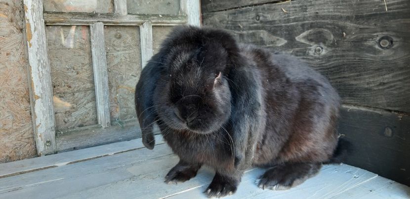  - ZZ Femele bg arhiva